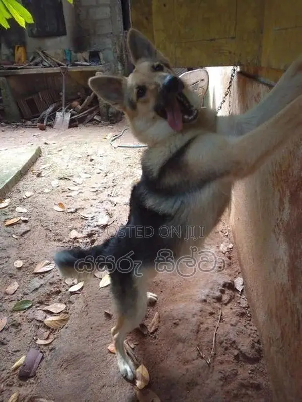 ජමන්ෂපට් බල්ලෙකි