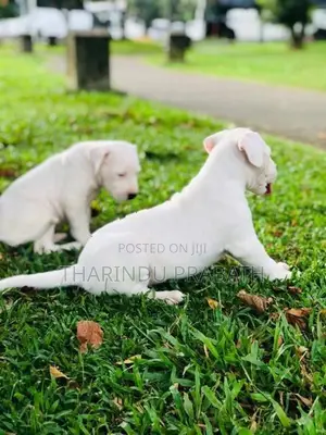 Dogo Argentino Puppies