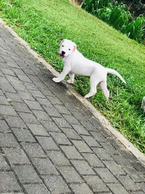 Dogo Argentino Puppies