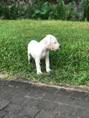 Dogo Argentino Puppies