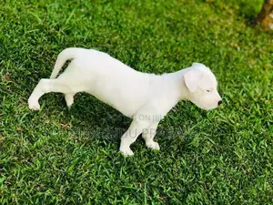 Dogo Argentino Puppies