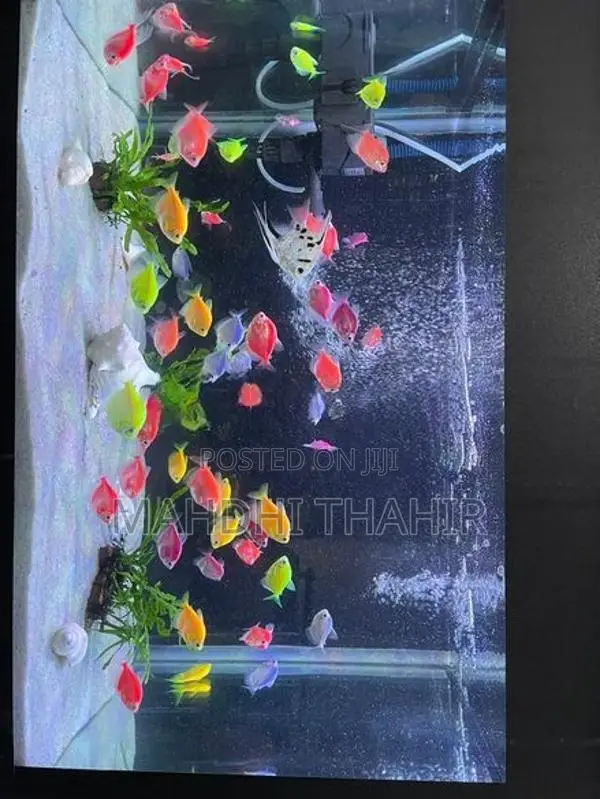 Glow Tetra