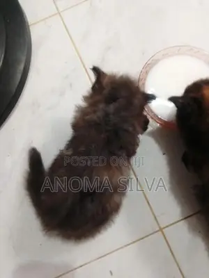 Persian Kitten