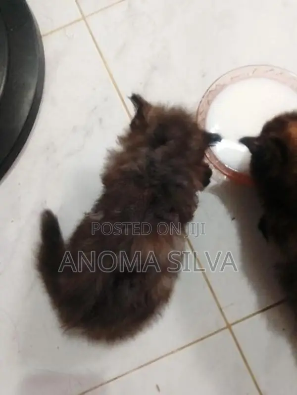 Persian Kitten