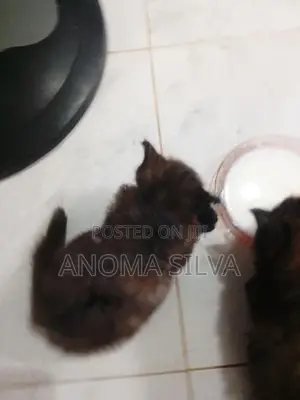 Persian Kitten