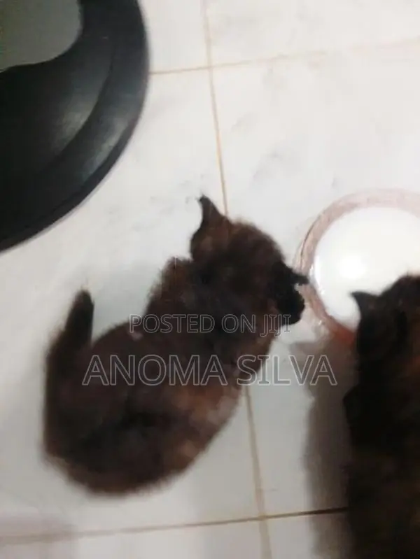 Persian Kitten