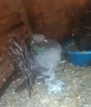 Pigeon