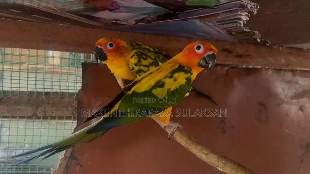 Sunconure Pair