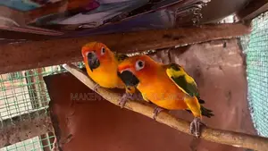 Sunconure Pair