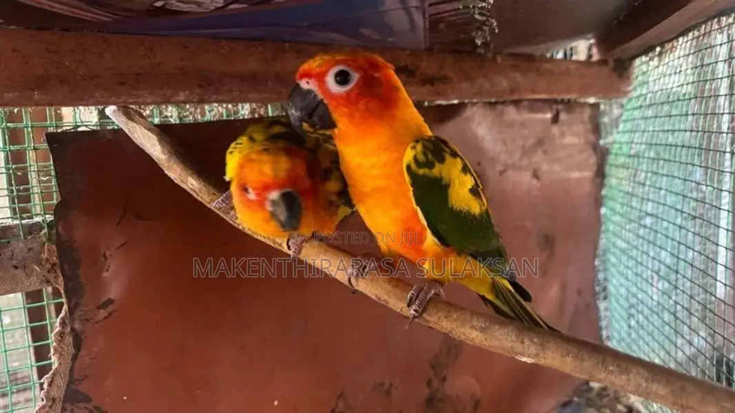 Sunconure Pair