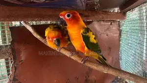 Sunconure Pair