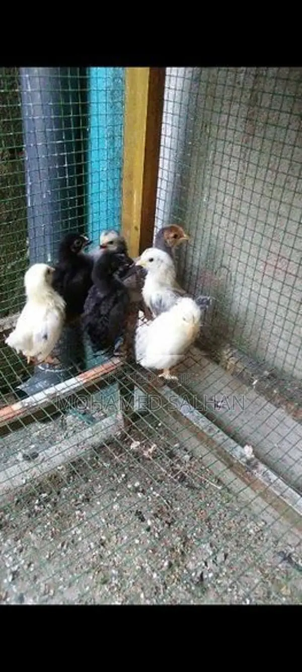 Bantam Chicks