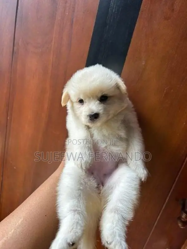 Pomeranian Dog