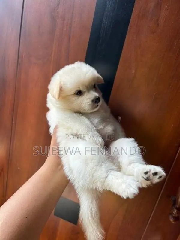 Pomeranian Dog