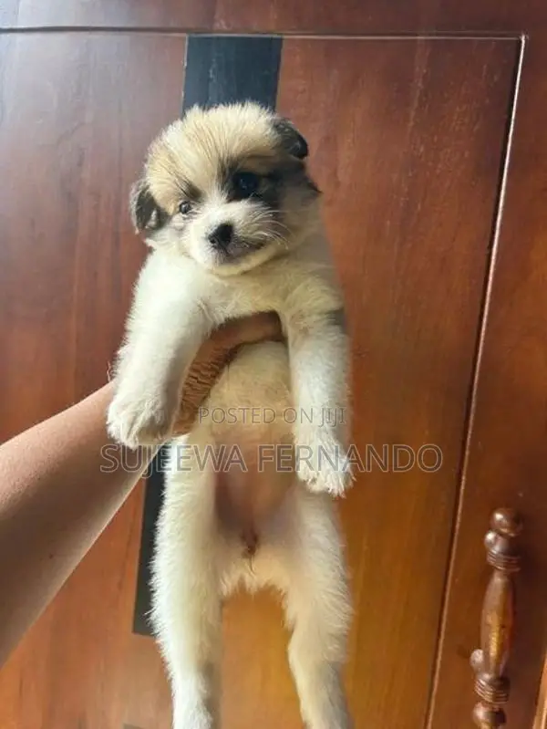Pomeranian Dog