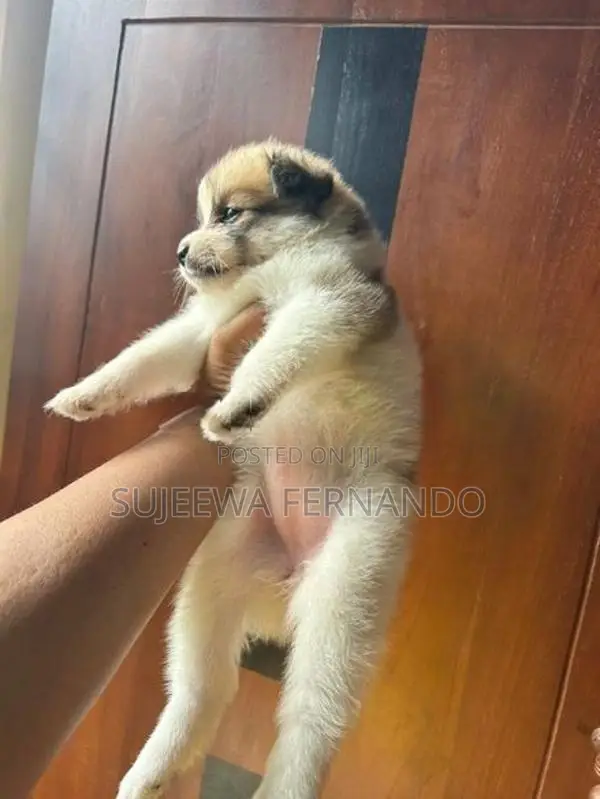 Pomeranian Dog