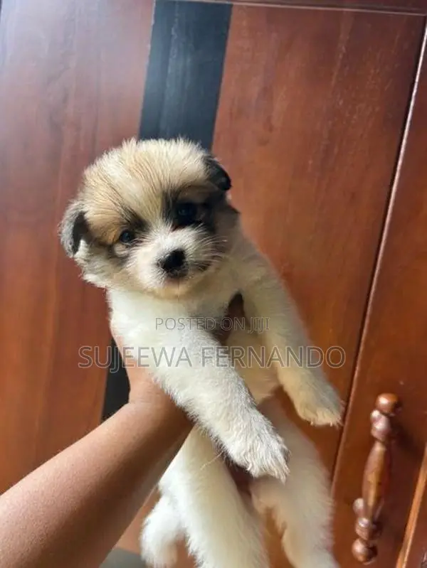 Pomeranian Dog