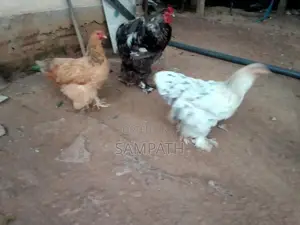 බ්‍රාමා කිකිලියෙක්