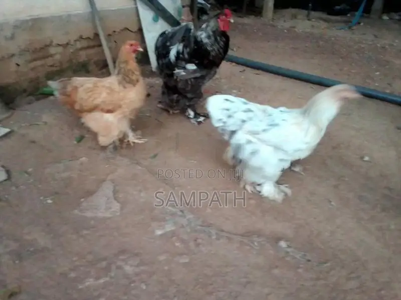 බ්‍රාමා කිකිලියෙක්