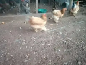 බ්‍රාමා කිකිලියෙක්