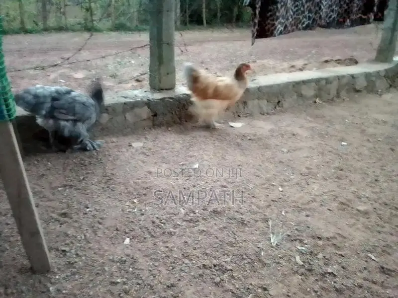 බ්‍රාමා කිකිලියෙක්