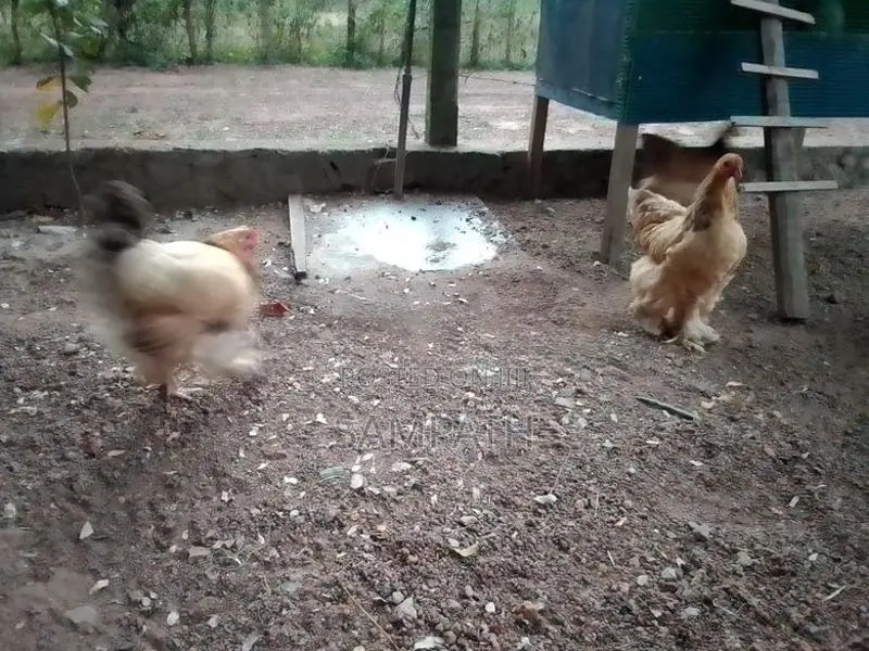 බ්‍රාමා කිකිලියෙක්