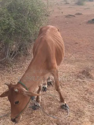 Milk Cow
