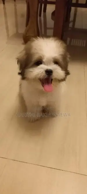 Shih Tzu Puppy + Supplies