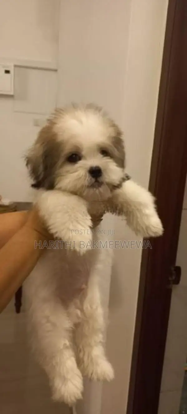 Shih Tzu Puppy + Supplies