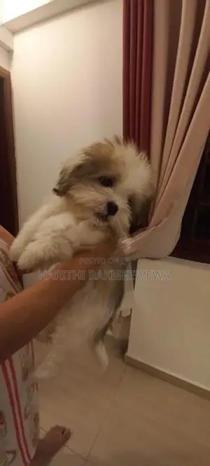 Shih Tzu Puppy + Supplies