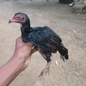 Rooster