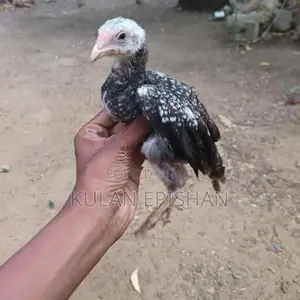 Rooster