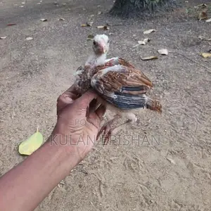 Rooster