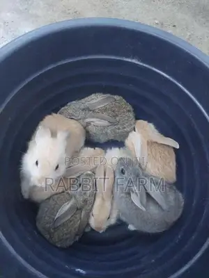 Rabbits