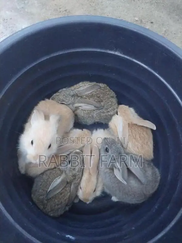 Rabbits