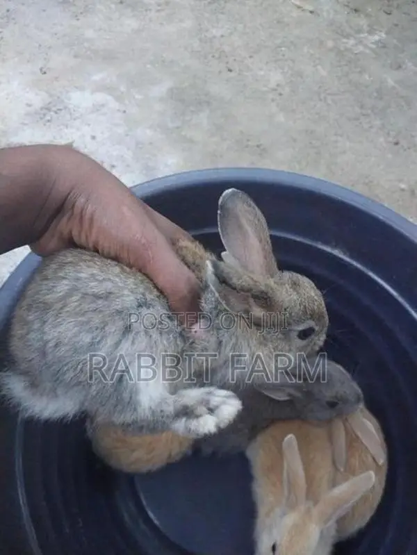 Rabbits