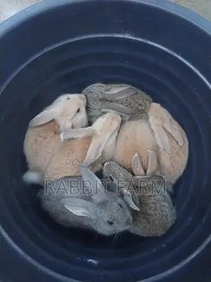 Rabbits