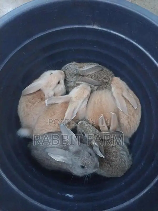 Rabbits