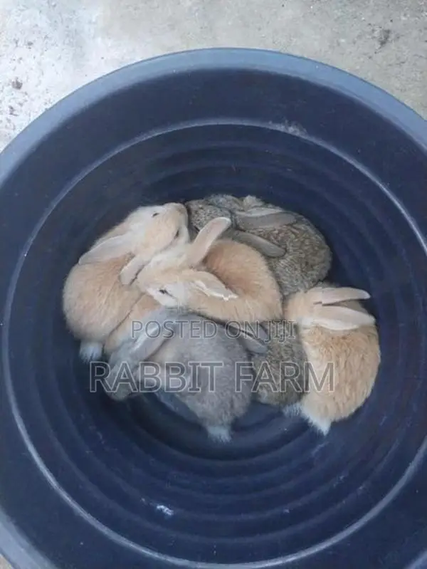 Rabbits