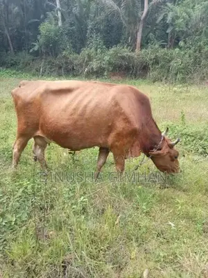 ජේසී එලදෙන පැටියා සහ ගොන් වස්සා