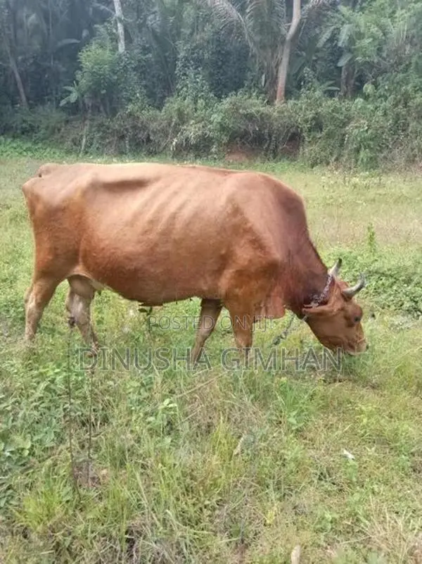 ජේසී එලදෙන පැටියා සහ ගොන් වස්සා