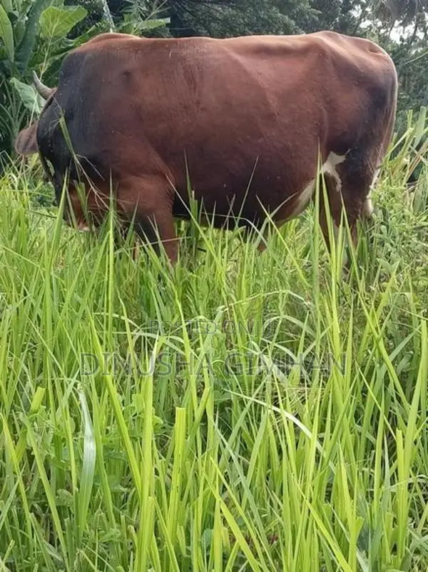 ජේසී එලදෙන පැටියා සහ ගොන් වස්සා