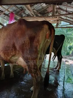 ජේසී එලදෙන පැටියා සහ ගොන් වස්සා