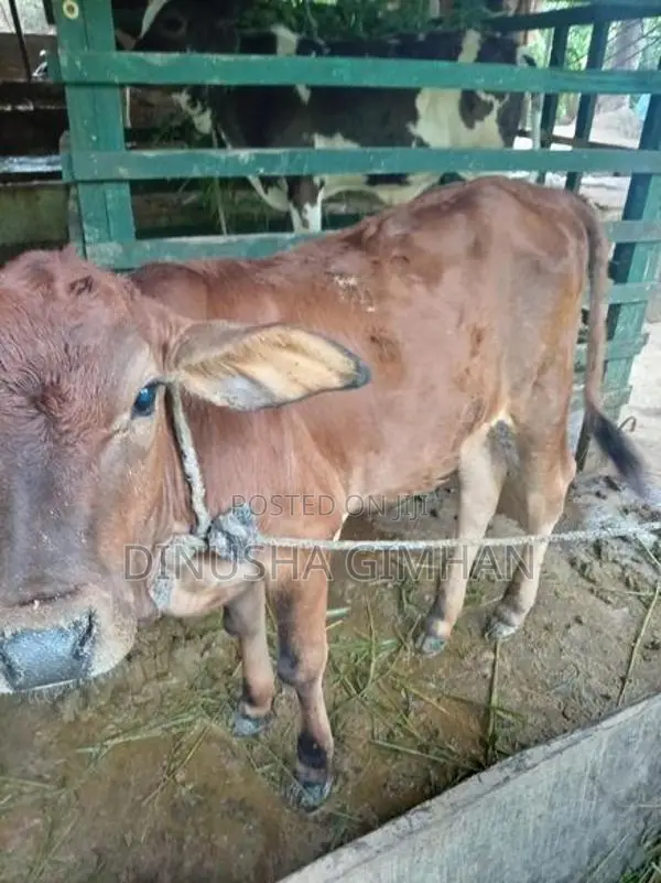 ජේසී එලදෙන පැටියා සහ ගොන් වස්සා