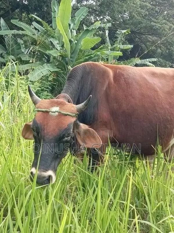 ජේසී එලදෙන පැටියා සහ ගොන් වස්සා