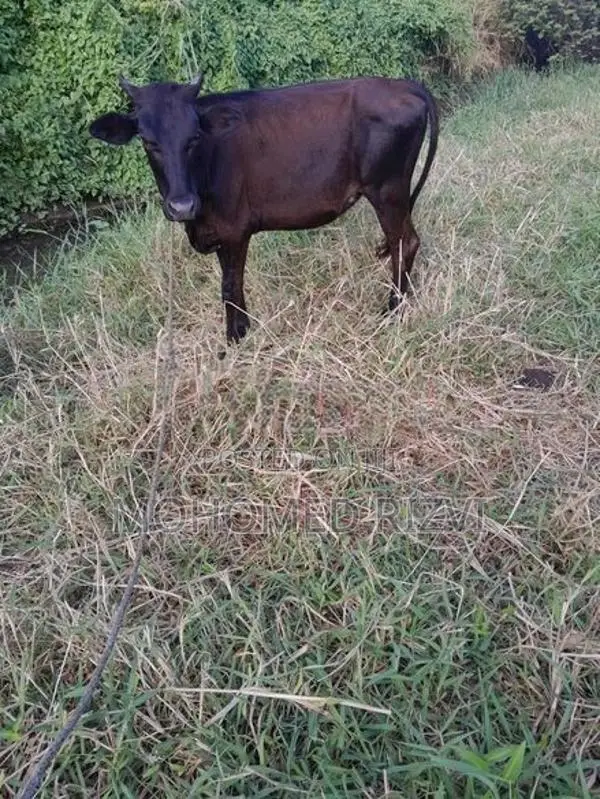 Kiri Harak
