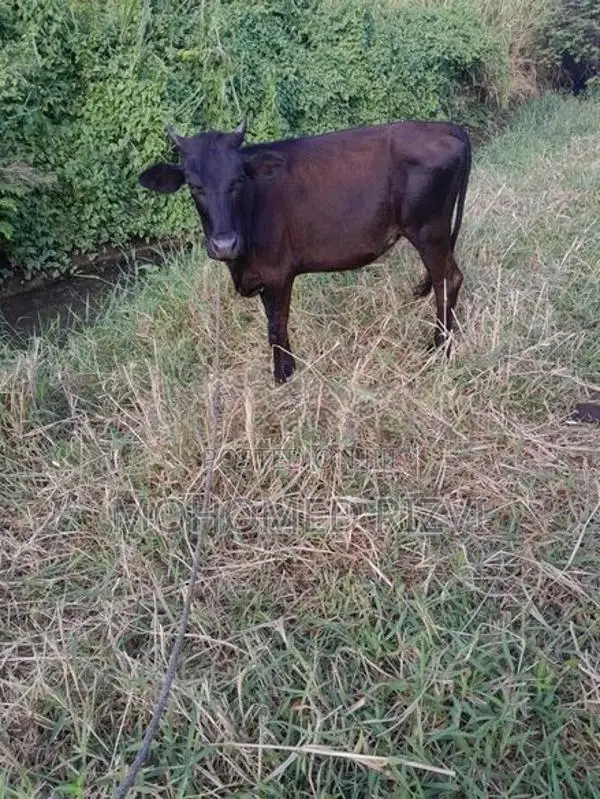 Kiri Harak