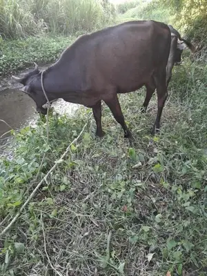 Kiri Harak