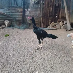 Rooster