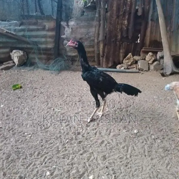 Rooster